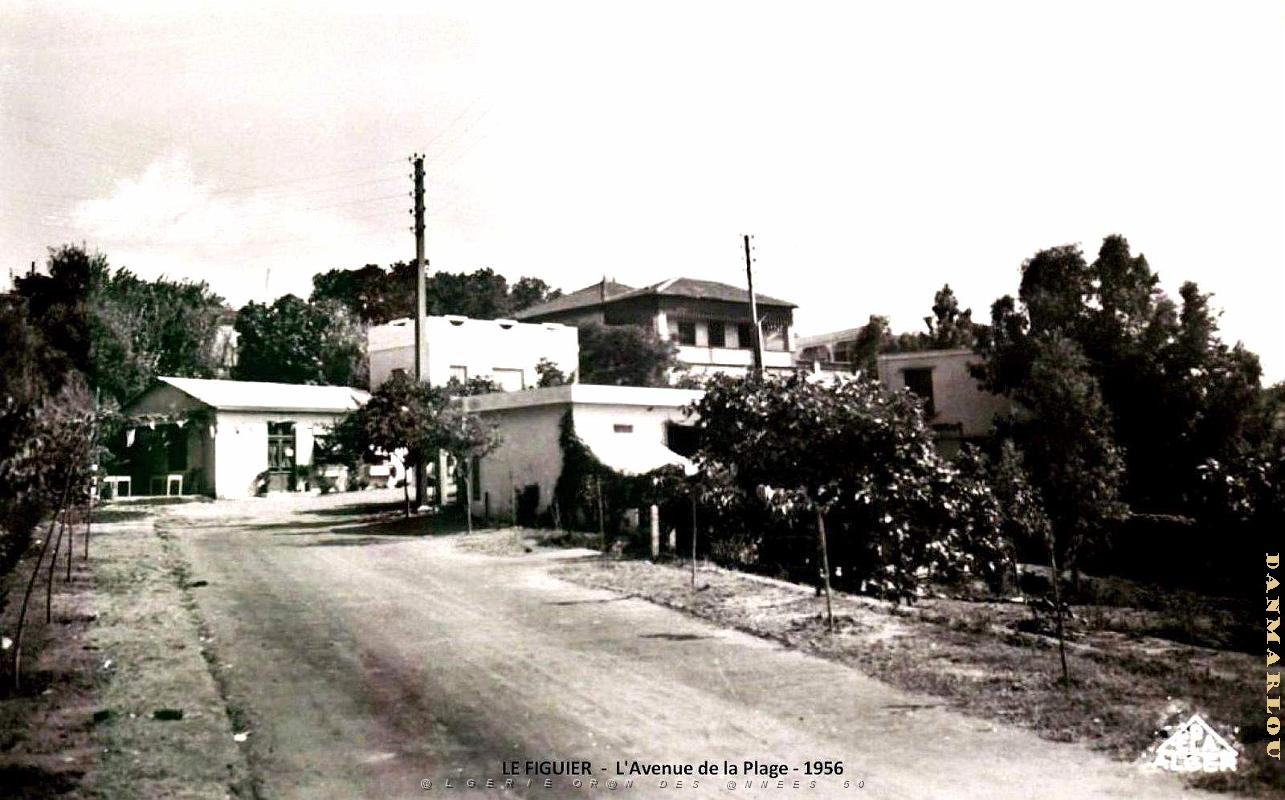 Le Figuier - Avenue de la Plage - 1956.jpg